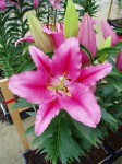 [6274 Lilium 57 No01.JPG]